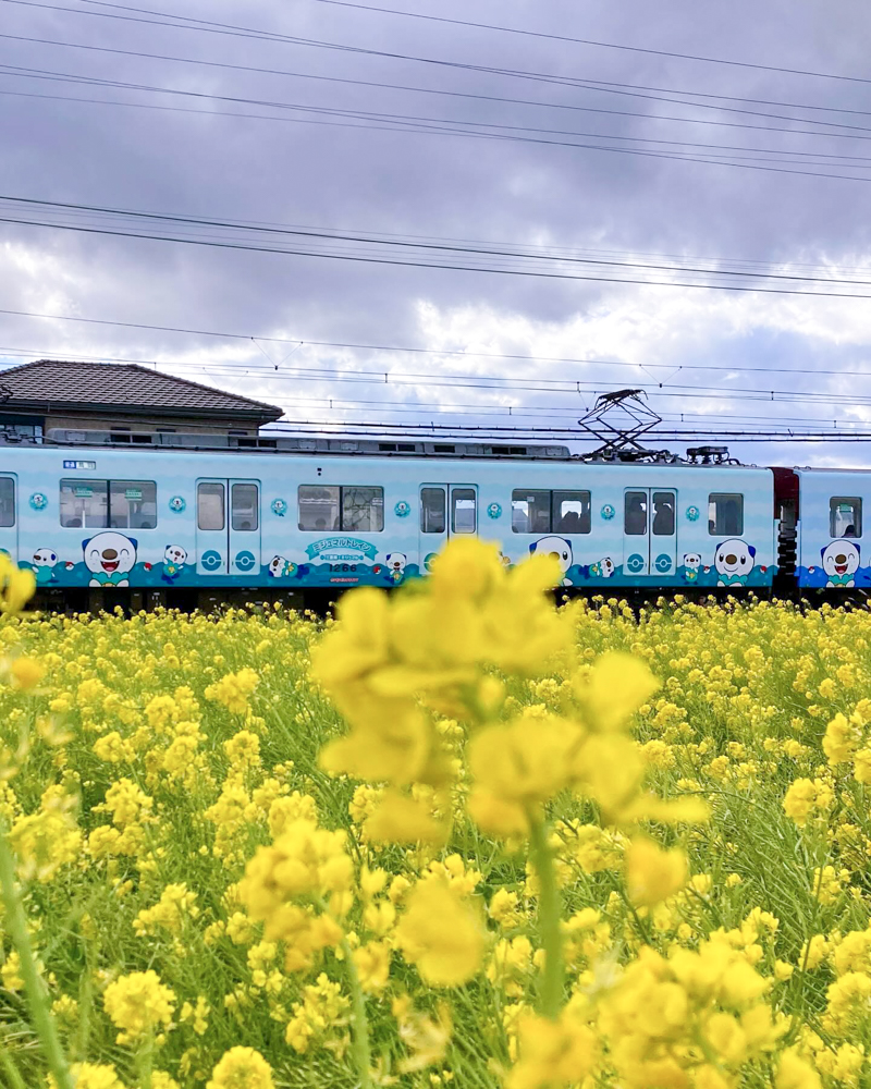 斎宮跡、菜の花、1月春の花、三重県多気郡の観光・撮影スポットの名所